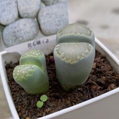 多肉植物/リトープス（ペブルプランツ）2個セットの画像
