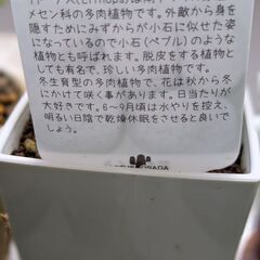 多肉植物/リトープス（ペブルプランツ）2個セットの画像