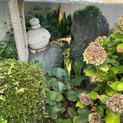 庭石差し上げます。の画像