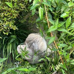 庭石差し上げます。の画像