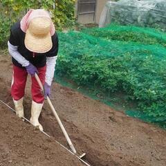福山近辺　外人方　みんなで一緒に　野菜作り　体験　畑沢山あり　助けて