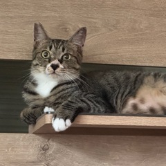 キジ白とハチワレの可愛い兄弟