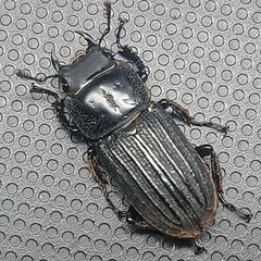 (売約済み)ドルクスミント ペア ♂17.5㎜ ♀20.9㎜の画像