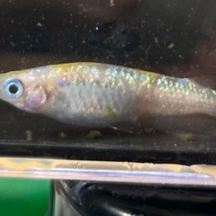 8月22日メダカ各種の画像