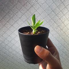 パキポディウム　ブレビカウレ①の画像