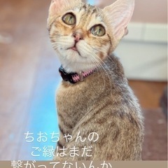2ヶ月の子猫　千織ちゃん