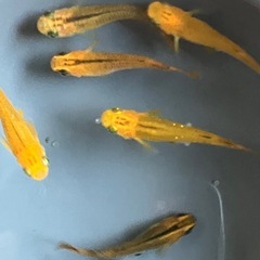 メダカ　紅薊　10匹の画像