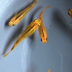 メダカ　紅薊　10匹の画像