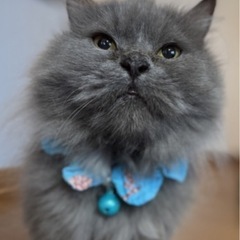 毛長猫