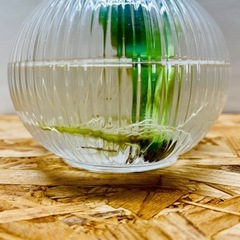 🌿 モンステラ 🌿小さ過ぎず大き過ぎず「丁度良いサイズ」　茎長約35〜45cm位 観葉植物  の画像