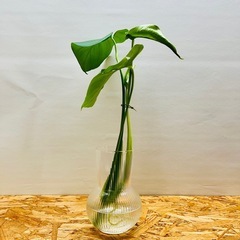 🌿 モンステラ 🌿小さ過ぎず大き過ぎず「丁度良いサイズ」　茎長約35〜45cm位 観葉植物  の画像