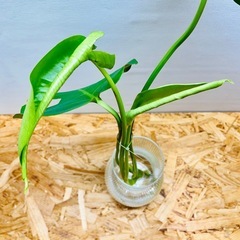 🌿 モンステラ 🌿小さ過ぎず大き過ぎず「丁度良いサイズ」　茎長約35〜45cm位 観葉植物  の画像