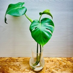 🌿 モンステラ 🌿小さ過ぎず大き過ぎず「丁度良いサイズ」　茎長約35〜45cm位 観葉植物  の画像