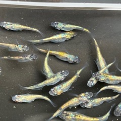 大輝　メダカ　若魚　２０匹の画像