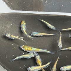 大輝　メダカ　若魚　２０匹の画像