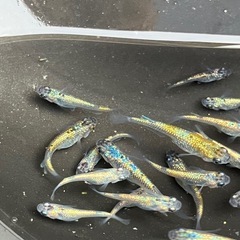 大輝　メダカ　若魚　２０匹の画像