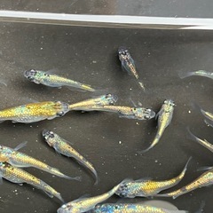 大輝　メダカ　若魚　２０匹の画像