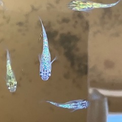 メダカ　黒ラメ幹之サファイア系　10匹の画像