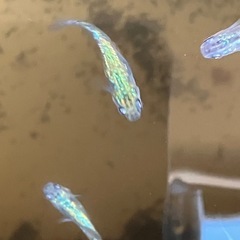 メダカ　黒ラメ幹之サファイア系　10匹の画像
