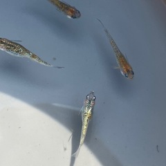 宮桜ラメメダカ　成魚4匹の画像