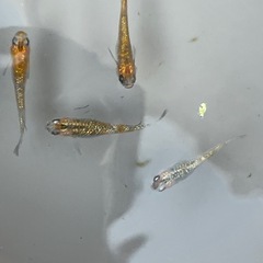 宮桜ラメメダカ　成魚4匹の画像