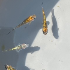 宮桜ラメメダカ　成魚4匹の画像