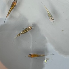 宮桜ラメメダカ　成魚4匹の画像