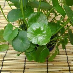 水草差し上げます早い者勝ちの画像