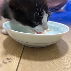 （譲渡決定）まんまるおめめのハチワレ − 新潟県