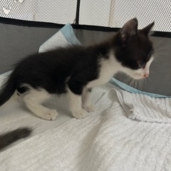 （譲渡決定）まんまるおめめのハチワレ - 猫