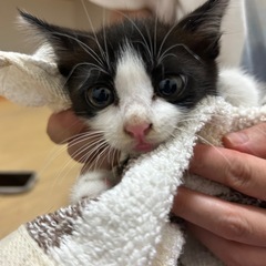 （譲渡決定）まんまるおめめのハチワレ - 里親募集