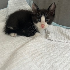 （譲渡決定）まんまるおめめのハチワレ - 村上市