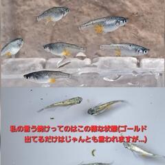 ☆(一応選外)ネプチューンメダカ♂3︎︎ ♀6＋1☆の画像