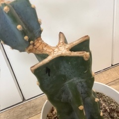 柱サボテン　42cmの画像