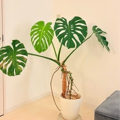 （8/22写真更新）観葉植物　モンステラ120cmの画像