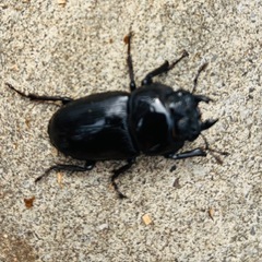 国産オオクワガタ阿古谷産♂1♀2トリオの画像