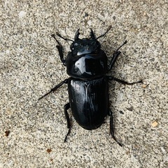 国産オオクワガタ阿古谷産♂1♀2トリオの画像