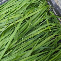 決まりました　野菜の画像
