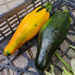 決まりました　野菜の画像