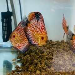 熱帯魚ディスカス3匹の画像