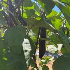 新鮮な茄子　5キロ の画像