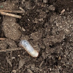 カブトムシの幼虫の画像