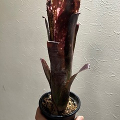 ビルベルギア　タンクブロメリア
の画像