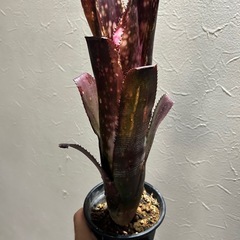 ビルベルギア　タンクブロメリア
の画像