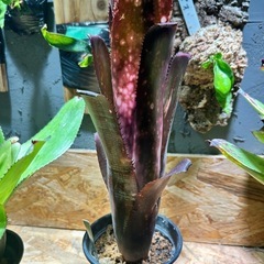 ビルベルギア　タンクブロメリア
の画像