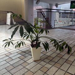 【無料】【観葉植物】ツピタンサスの画像