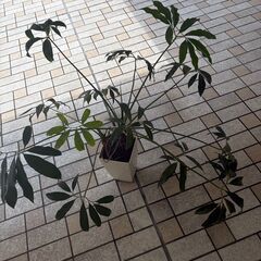 【無料】【観葉植物】ツピタンサスの画像