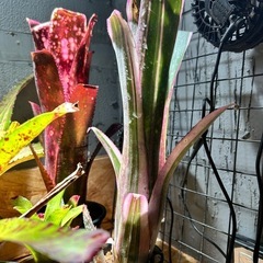 ビルベルギア　タンクブロメリア
の画像