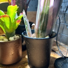 ビルベルギア　タンクブロメリア
の画像