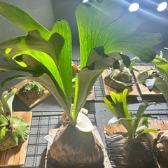 ビカクシダ
の画像